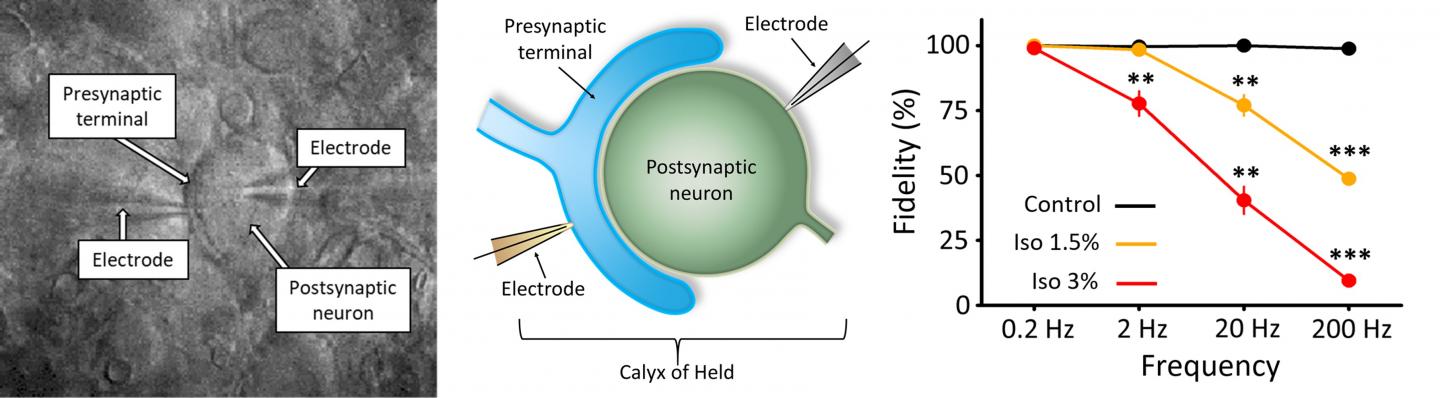 The effect of isoflurane on the giant calyx of Held