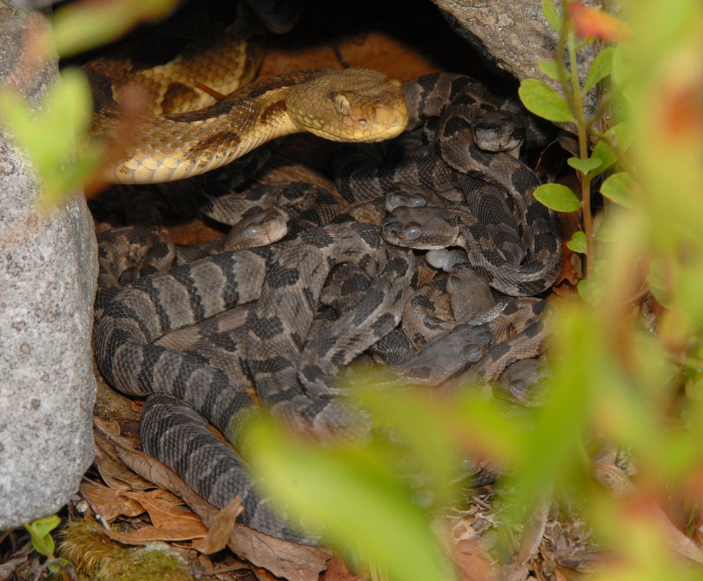 Timber Rattlesnake and Babies
