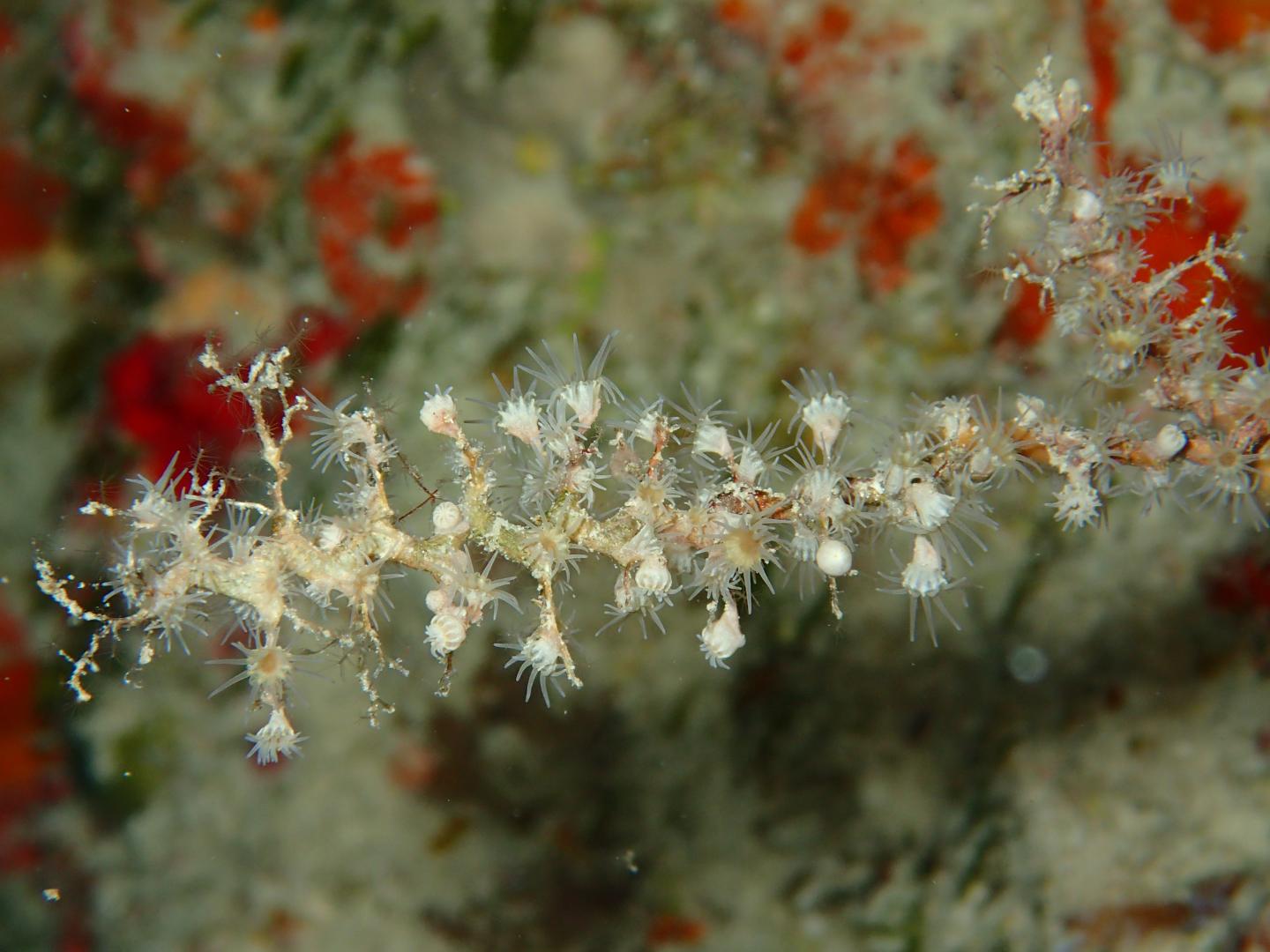 Colony of New Zoantharian Species
