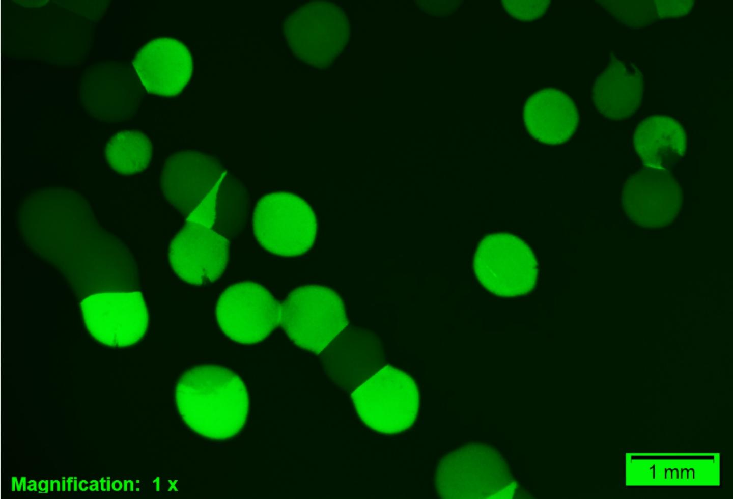 Colonies Expressing the High-Affinity or Low-Affinity Transport System