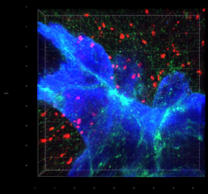 Synaptic Proximity Drives Brain Metastasis