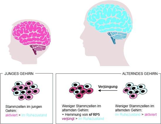 Graphic_Aging brain_LCSB