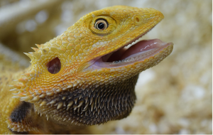 Central bearded dragon lizard (Pogona vitticeps)