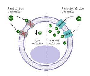 Cell with faulty and functional ion channels