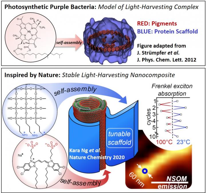 Model of Light-Harvesting Complex