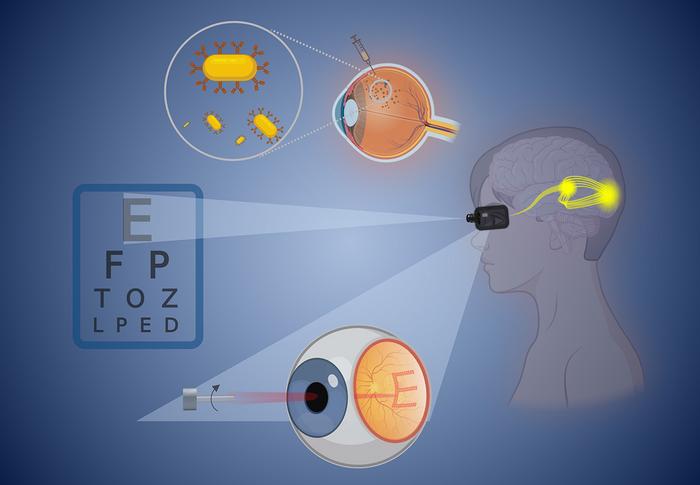 A new technique for restoring vision affected by retinal disorders