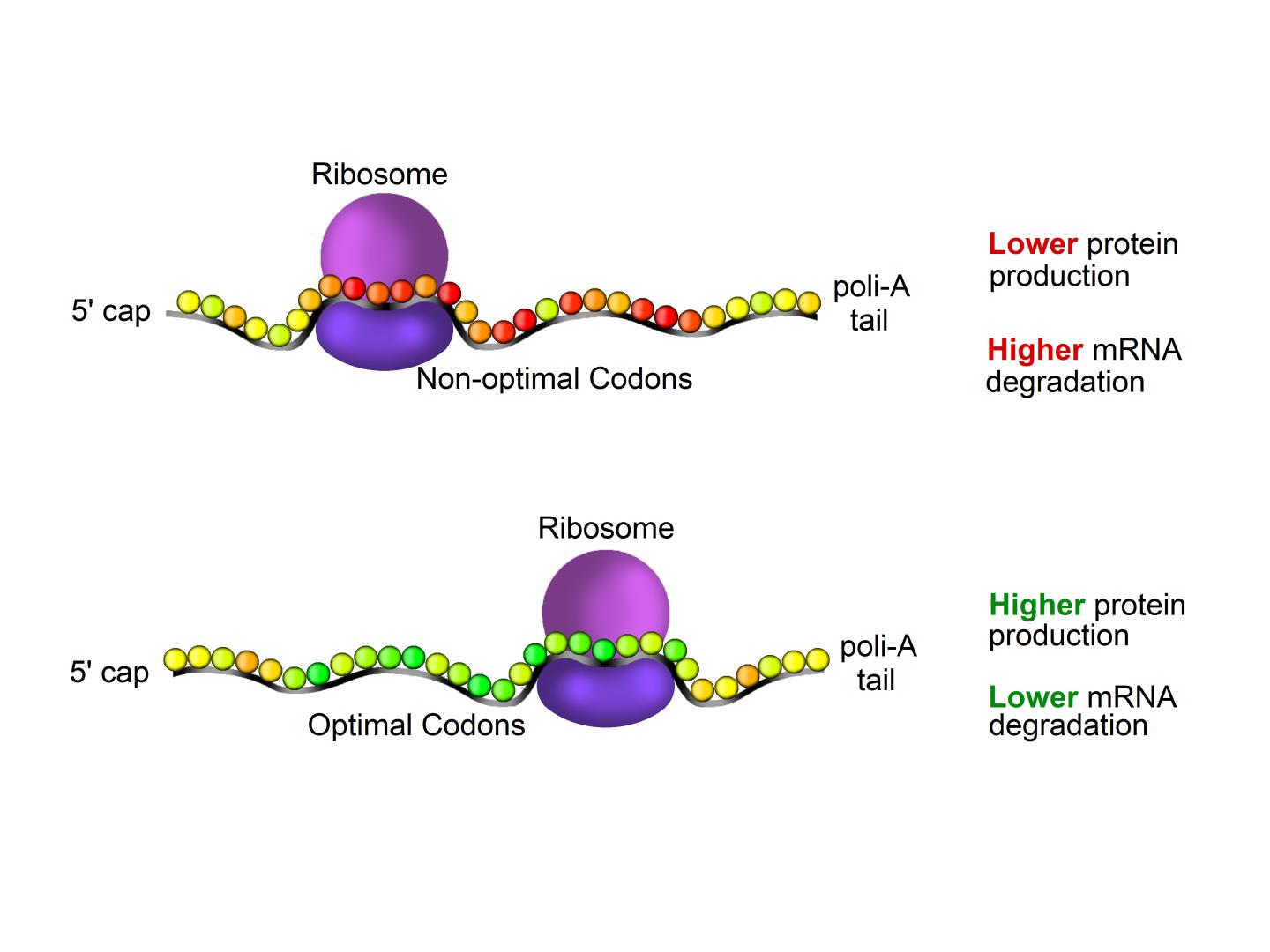 Non-optimal X Optimal Codons