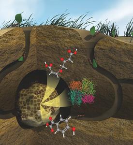 Breaking down plants for use as biofuels and other bioproducts