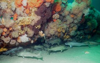 Atlantic Cod under a Shipwreck