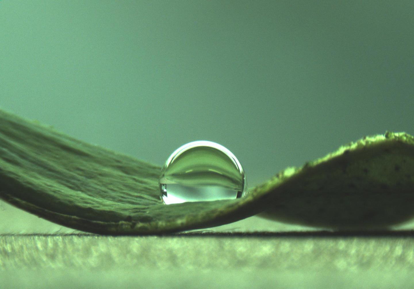 Water Droplets on a Lotus Leaf