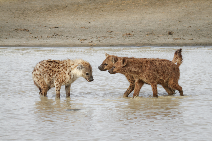 Hyenas in Tansania