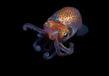 Hawaiian bobtail squid