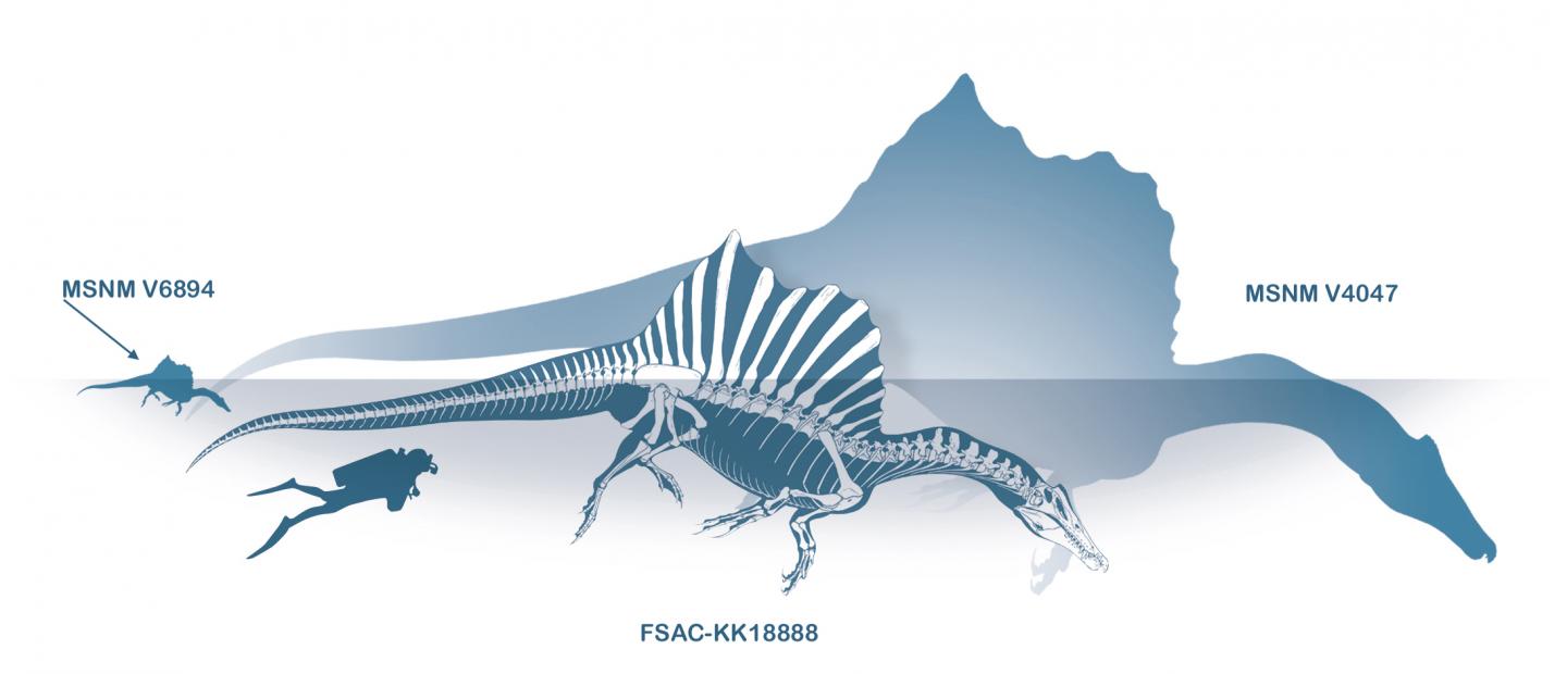 Size Comparison