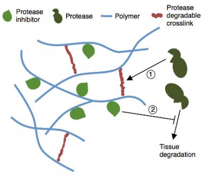 Trapping Enzyme Inhibitors in a Responsive Hydrogel