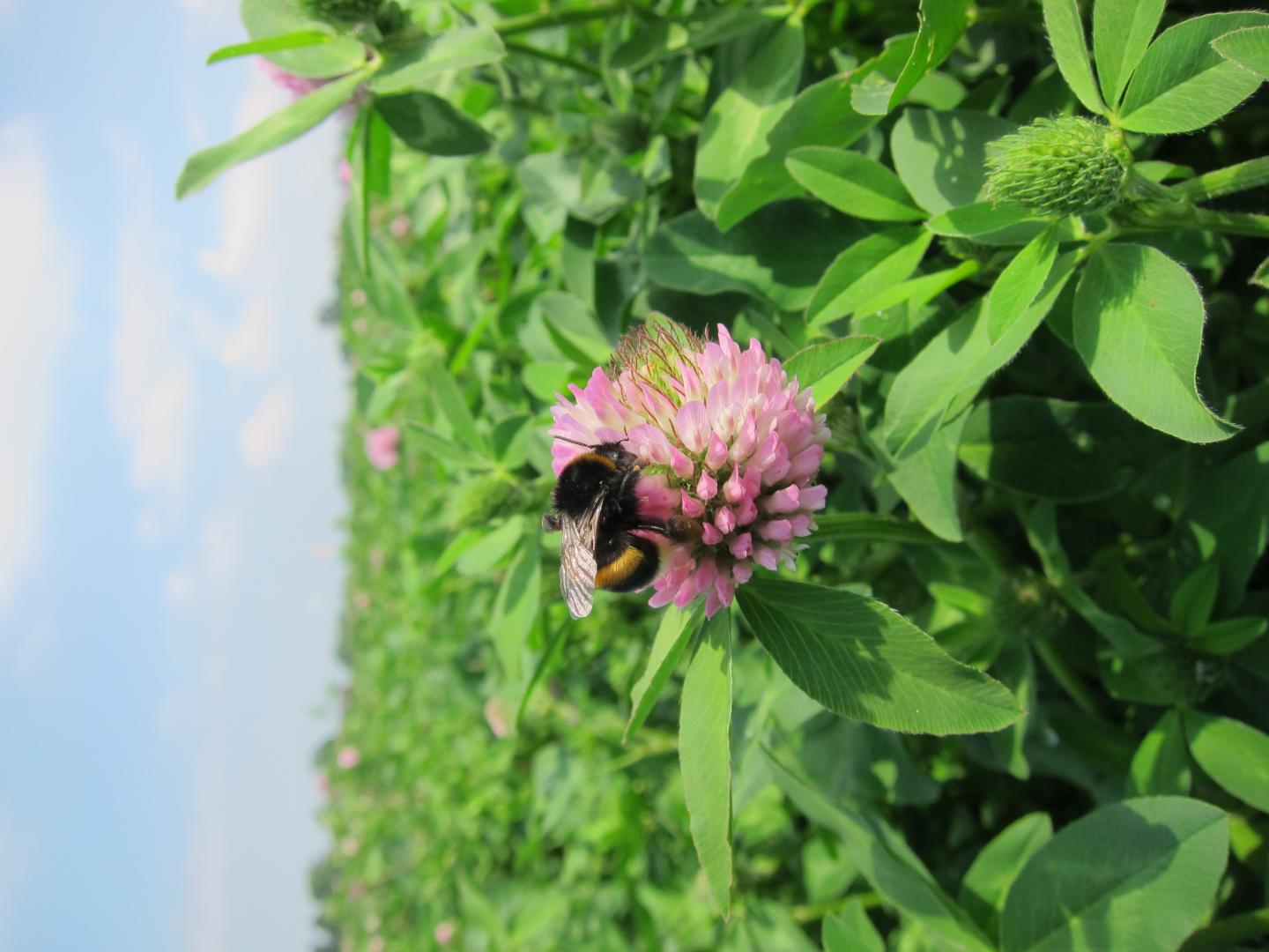 On Balance, Some Neonicotinoid Pesticides Could Benefit Bees