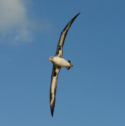 Laysan Albatross