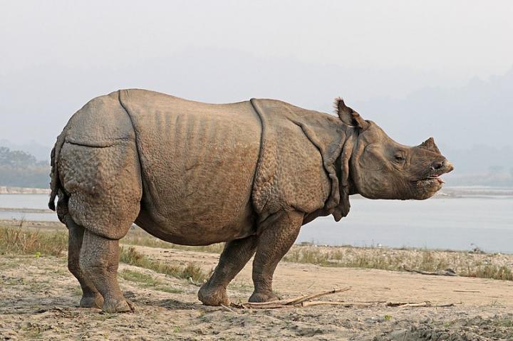 The greater one-horned rhinoceros