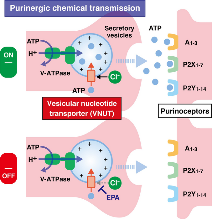 Eicosapentaenoic acid reduces pain by inhibiting vesicular nucleotide transporter-mediated ATP release