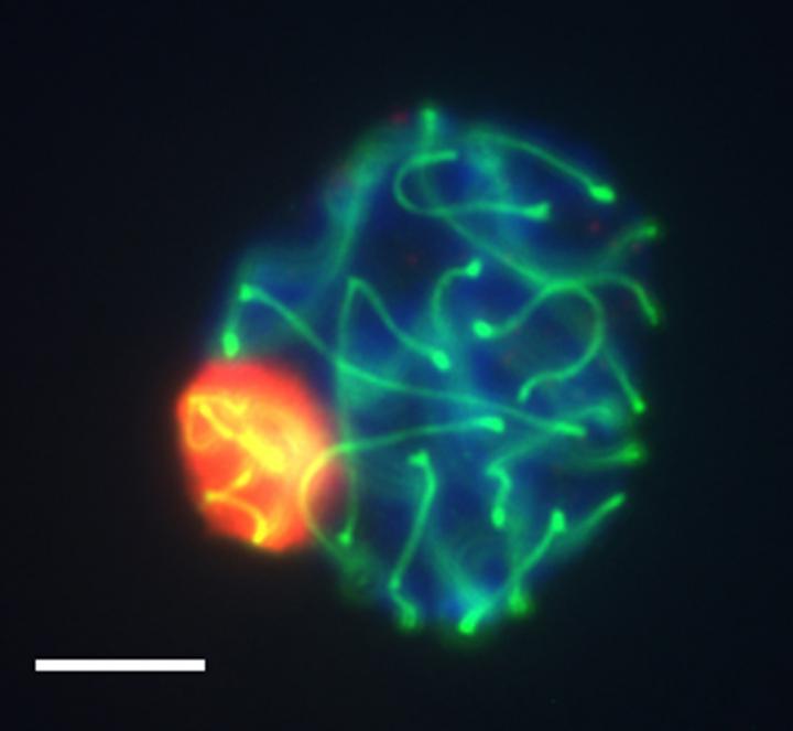 Unravelling the Three-Dimensional Genomic Structure of Male Germ Cells
