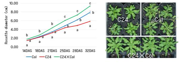 図1：シロイヌナズナのC24系統とCol系統の雑種で見られる [IMAGE] EurekAlert! Science News Releases