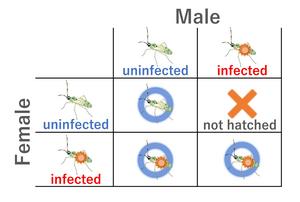 Cytoplasmic incompatibility (CI)