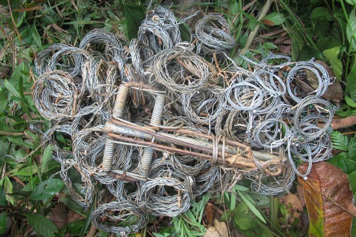 Destroyed wire snares collected at Thua Thien Hue Saola Nature Reserve
