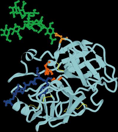Sugar-linked Prostate Cancer Protein