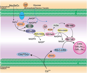 Metabolic pathways in artificially regulated live-cell synthesis of fluorescent quantum dots in Saccharomyces cerevisiae and Escherichia coli.