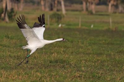 Development by Design: Mitigating Wind Development's Impacts on Wildlife in Kansas