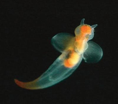 <i>Clione limacina</i>