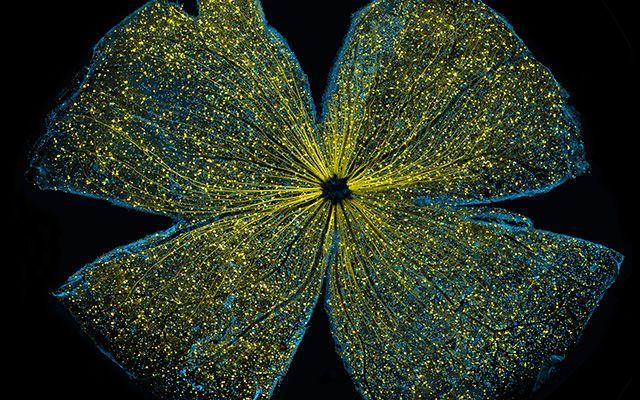 Mouse Retina, National Center for Microscopy and Imaging Research at UC San Diego