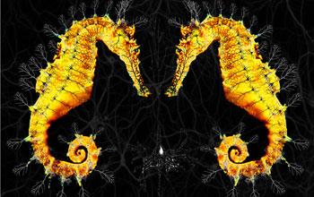 Poster of Hippocampus Neurons with Seahorse-like Shapes