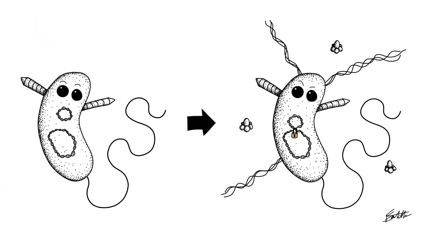 Pandemic Vibrio cholerae (right) locks down a DNA element (Aux3)