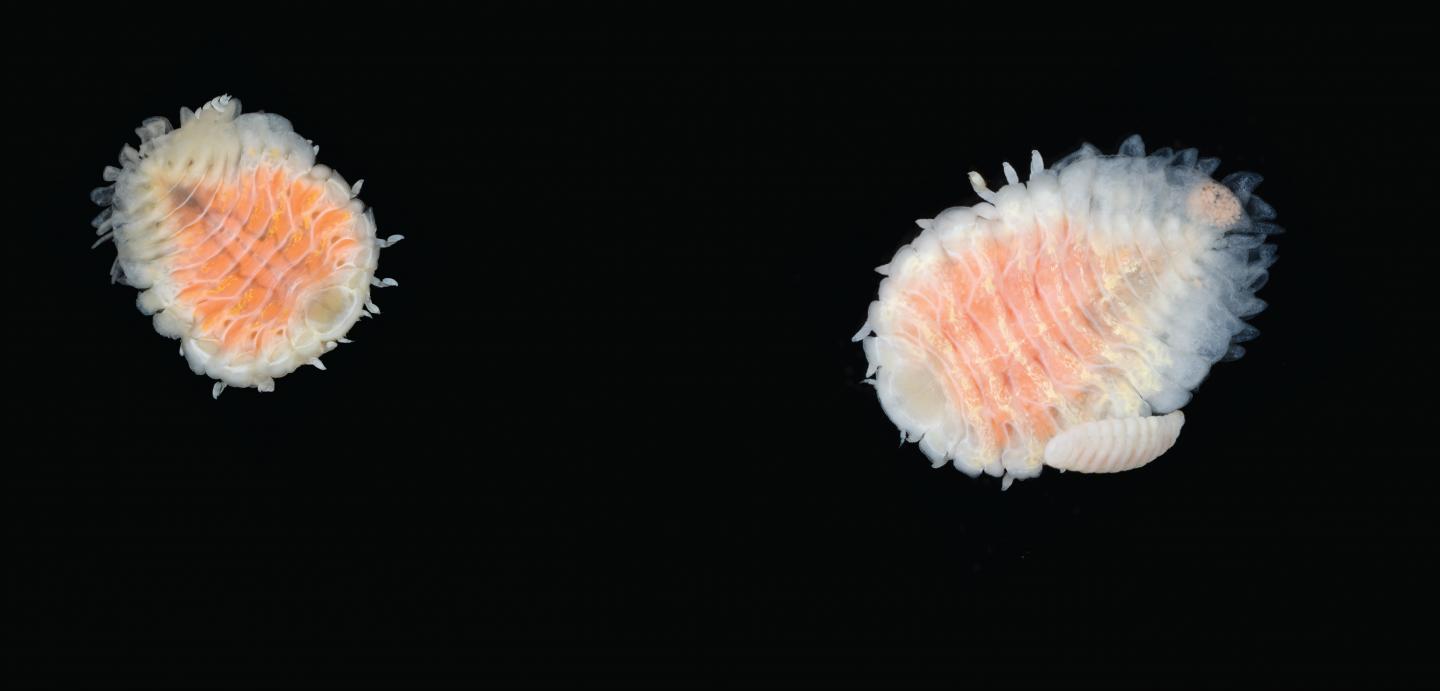 Parasitic Isopod Spreading Northward in Pacific