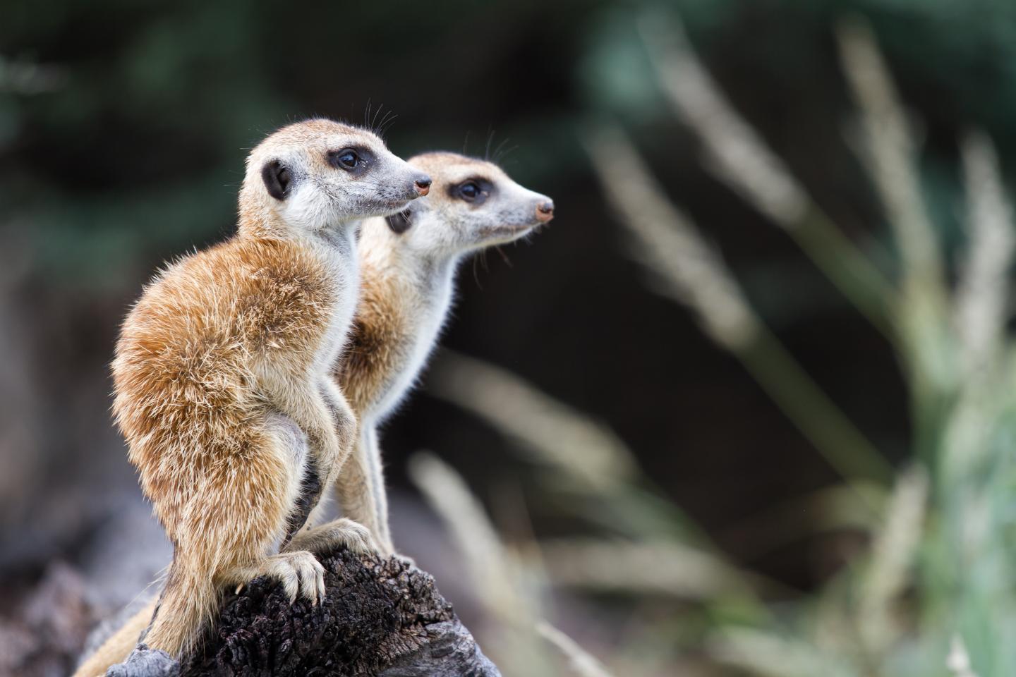 When It Comes to a Meerkat's Resilience to Climate Change, Timing Matters (3 of 10)