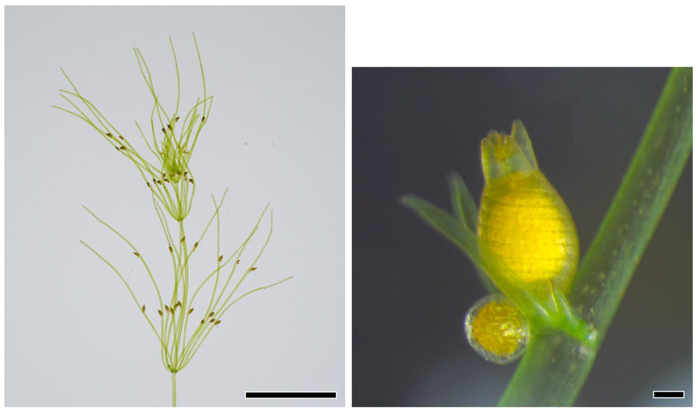 Figure 1. The <i>Chara braunii</i> Strain 276 used in the Genome Analysis