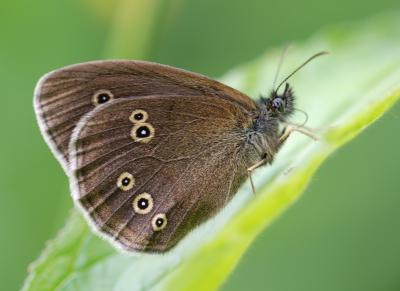Ringlet Butterfly (1 of 2)