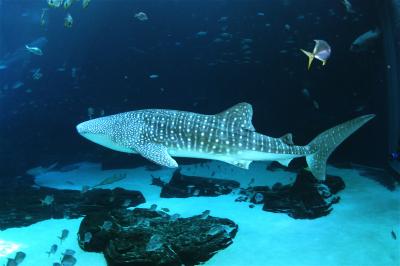 Whale Shark (2 of 2)