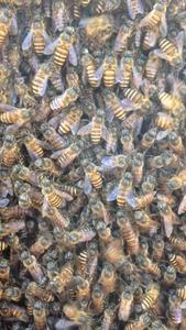 Swarm of invasive Asian honeybees in north Queensland.