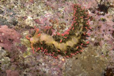 New Nudibanch: <i>Limenadra barnosii</i>
