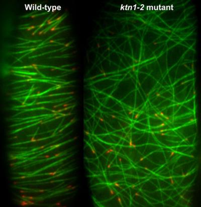 Patterning the Cell's Skeleton
