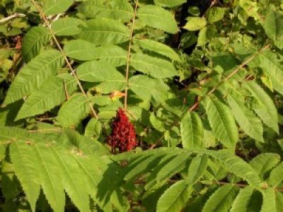 Michaux's Sumac (1 of 3)