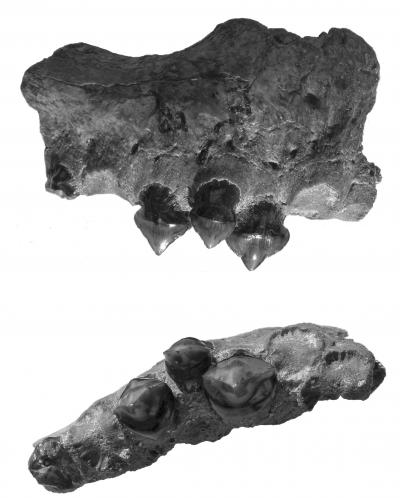 Fossilized Teeth and Upper Jaw of <i>Megapiranha paranensis</i>