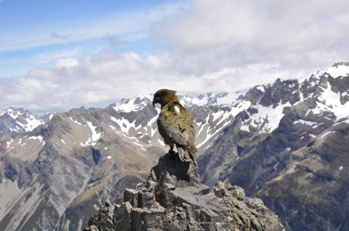 Kea Being Tracked