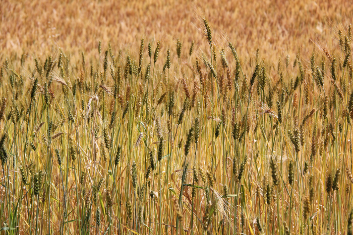 Durum wheat in Ethiopia