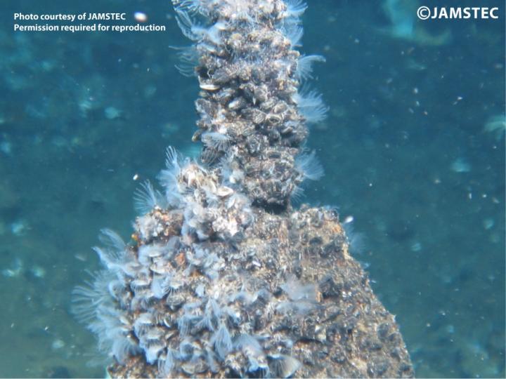 Neoverruca Population