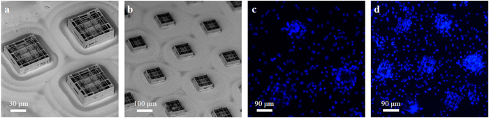 SEM images of the culture substrate (3D scaffolds) and Fluorescence images of cell-populated substrates (Reprinted from MDPI).
