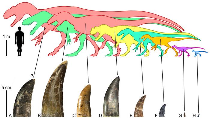 Morrison Formation theropods and their tooth crowns.