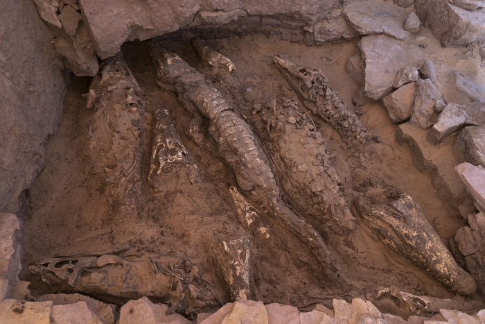 Newly discovered crocodile mummies of variable quality from an undisturbed tomb at Qubbat al-Hawā (Aswan, Egypt)