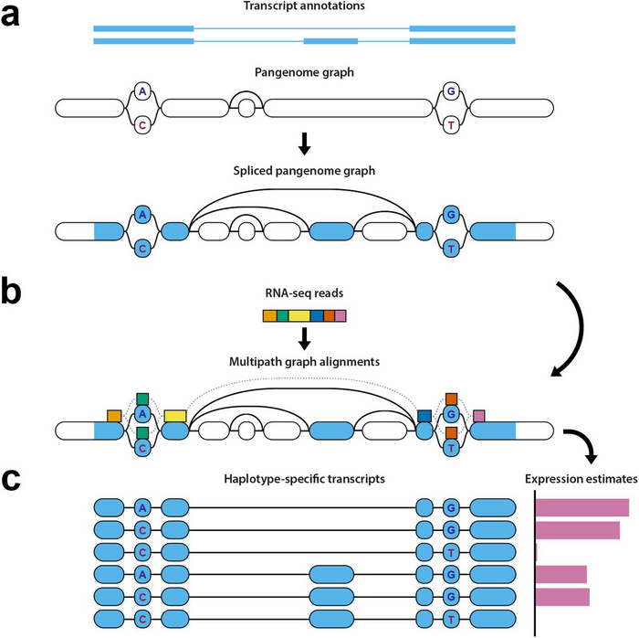 Diagram of haplotype-aware transcriptome analysis pipeline